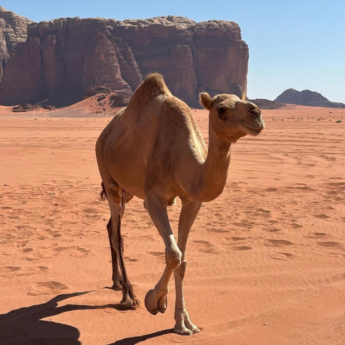 Daniela Camp Wadi Rum Exterior foto