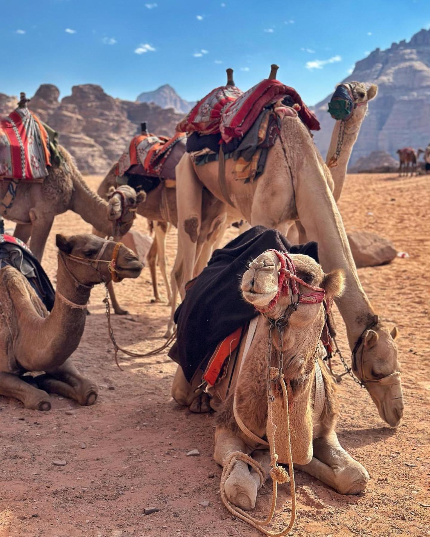 Daniela Camp Wadi Rum Exterior foto